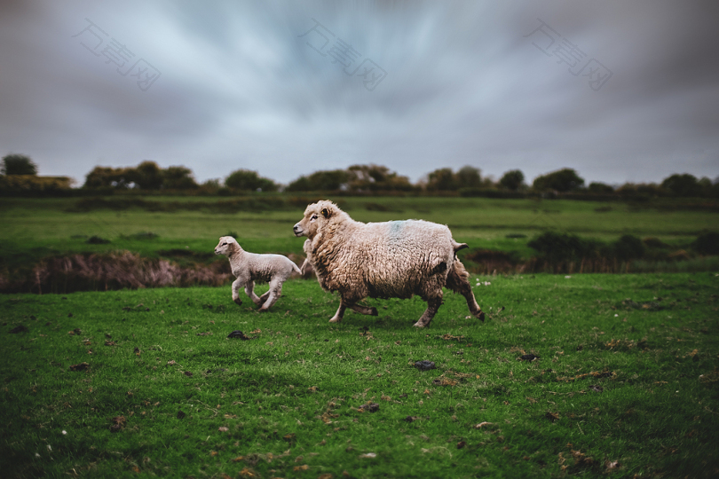 羔羊和绵羊的照片