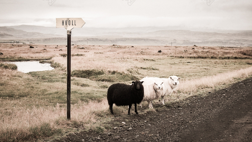 路旁有两只白色和一只黑羔羊