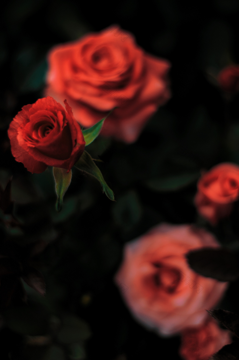 浅聚焦摄影中的红玫瑰