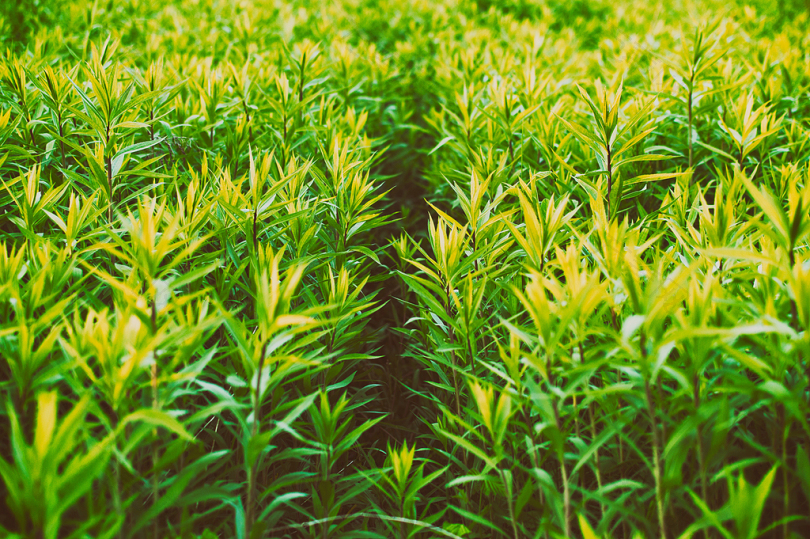 绿叶植物的浅聚焦摄影