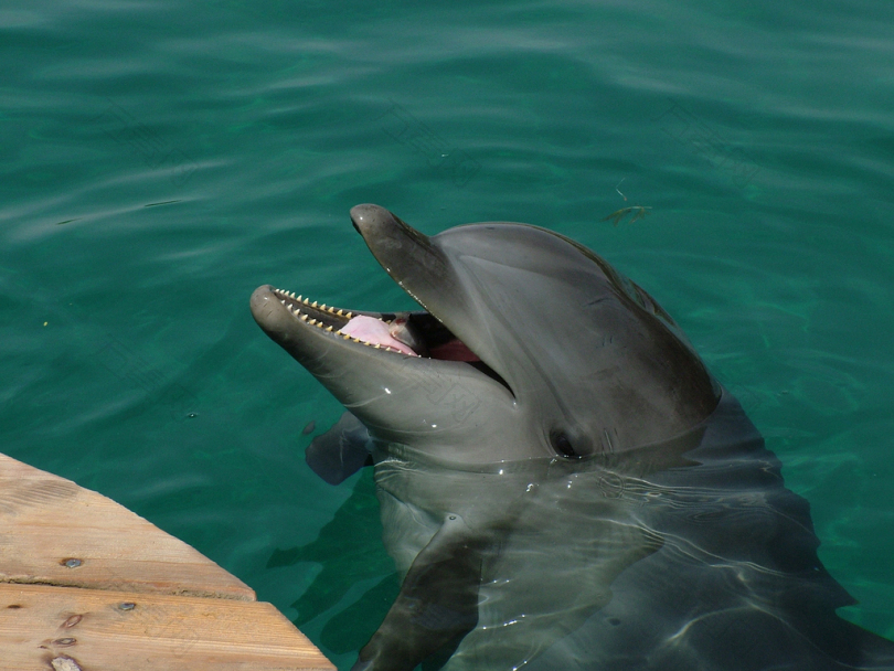 水上灰海豚