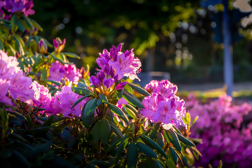 鲜花日落街自然开花户外紫色花的