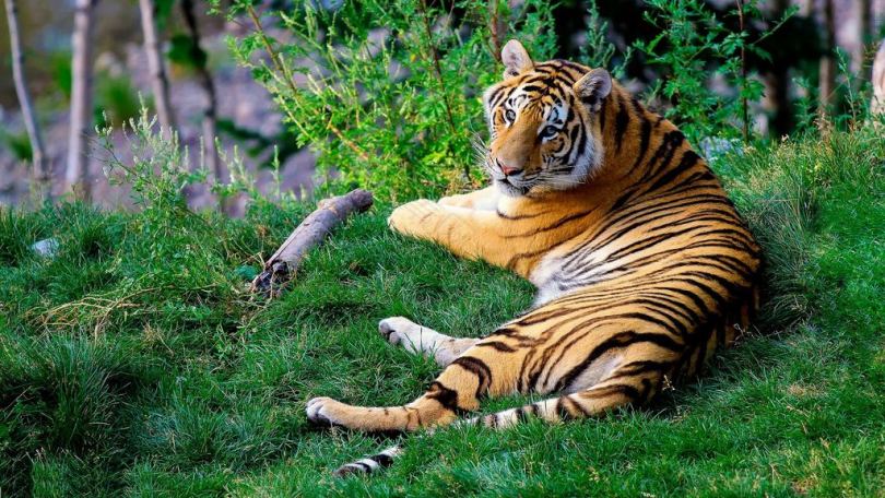 白虎和黑老虎白天躺在青草上