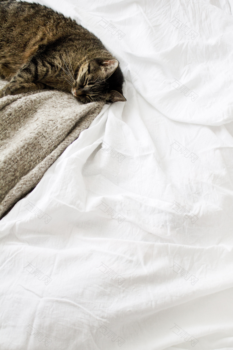 白纺织上的褐斑猫