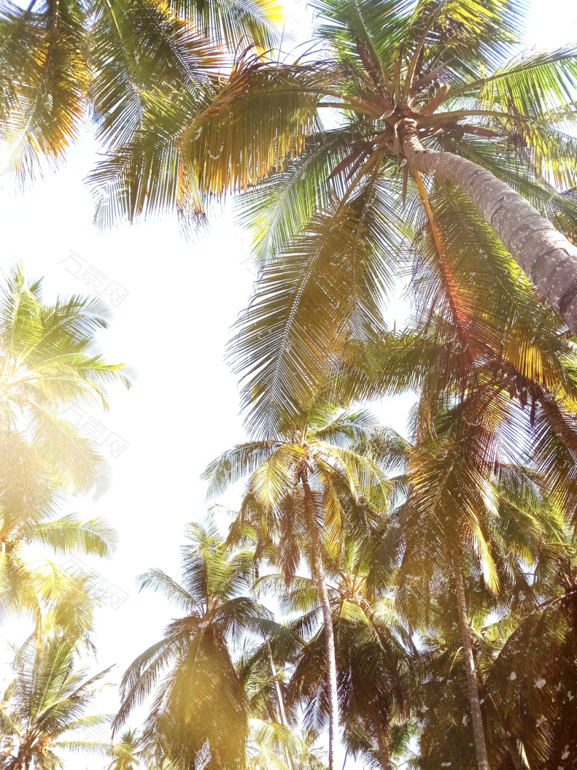 茂密的椰子树