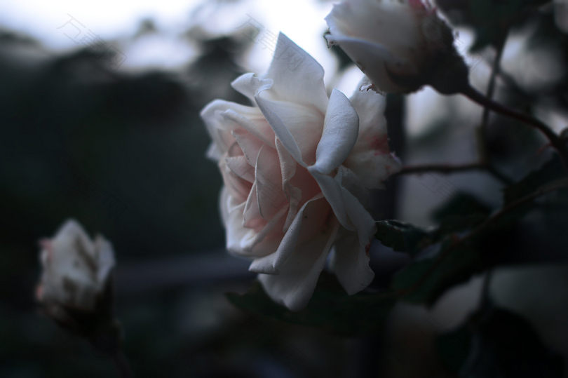 白玫瑰花卉特写照片