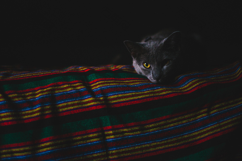 躺在布上的猫