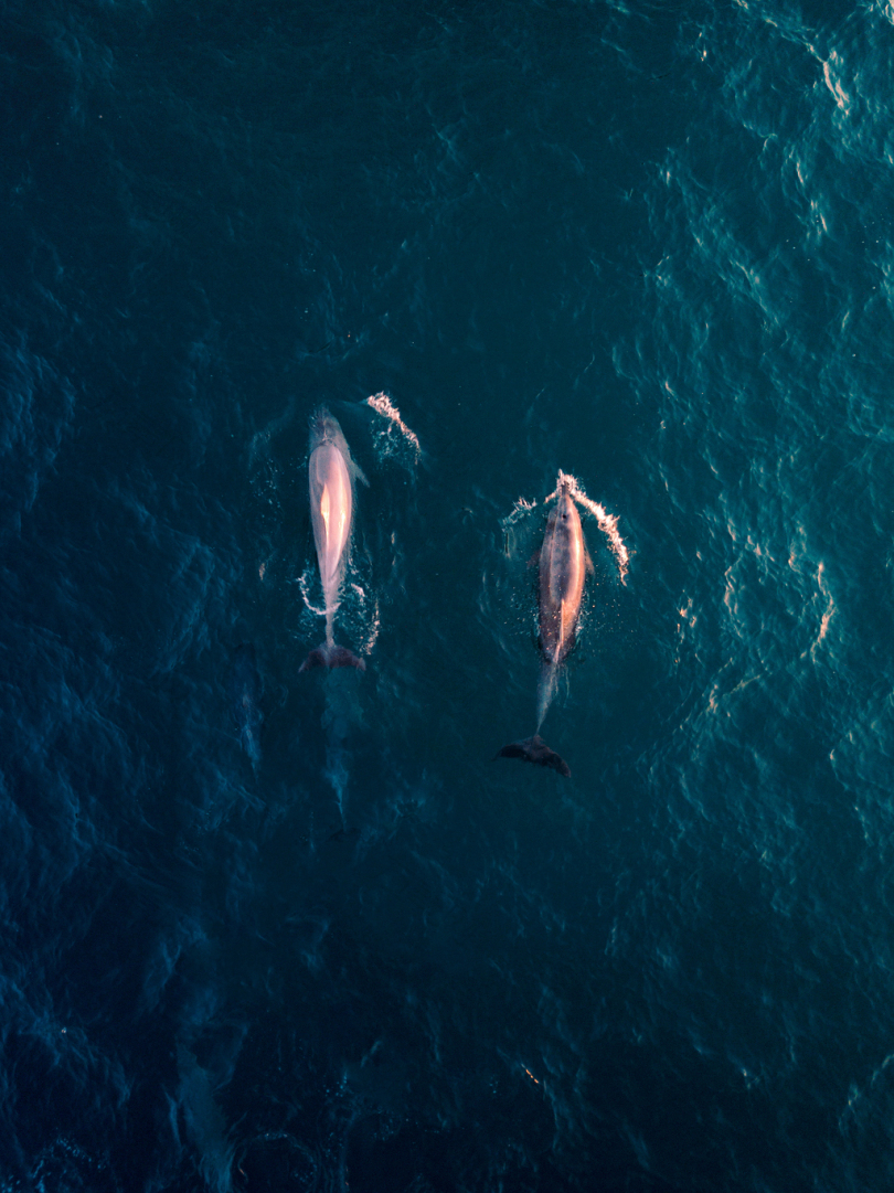 水中两只海豚的鸟瞰摄影