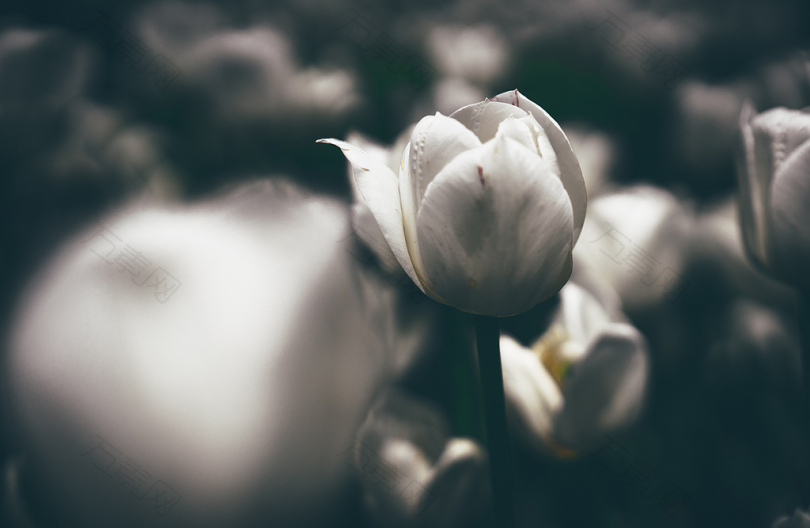 白玫瑰花的选择性聚焦照片
