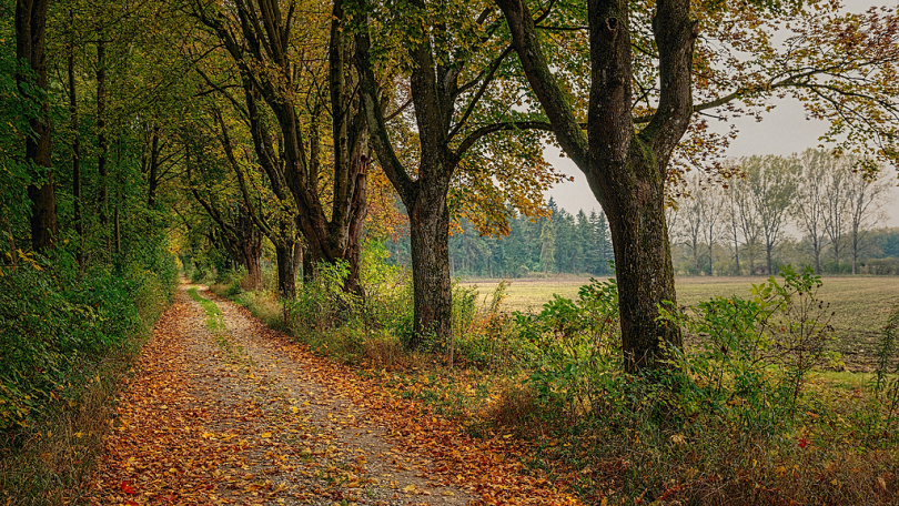 离大道树木森林性质林荫大道步行心情线索秋季夏季路景观恢复