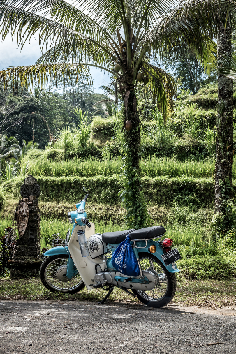 椰子树下的蓝白摩托车