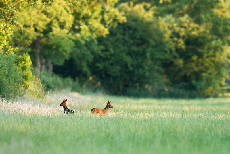 白天在绿野上养两只鹿