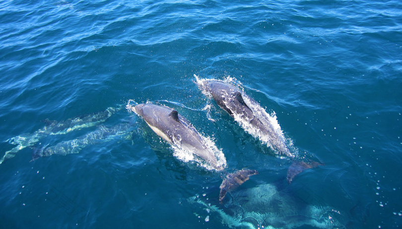 两只海豚在水面上游泳