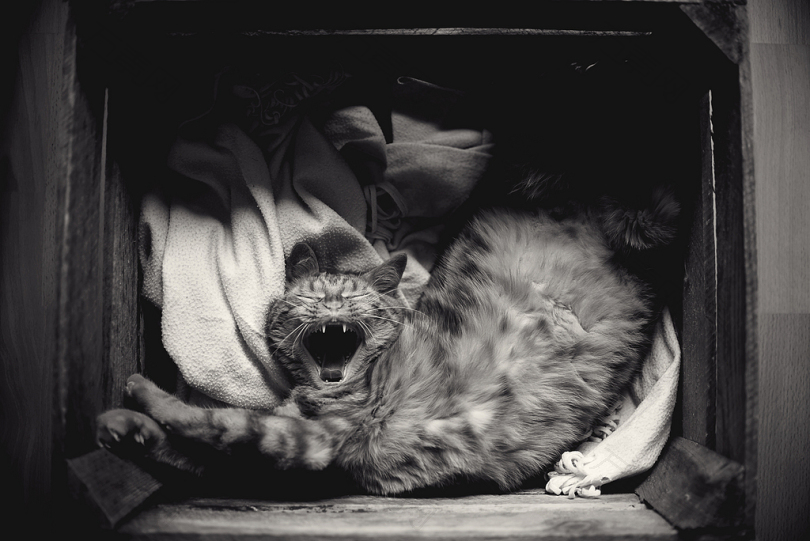 盒子里的猫的灰度摄影