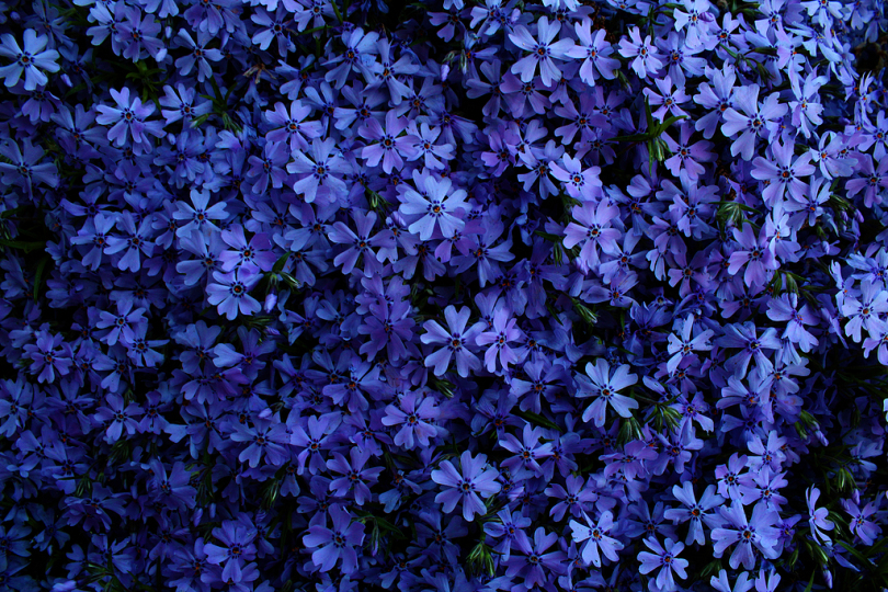 蓝色花瓣图片