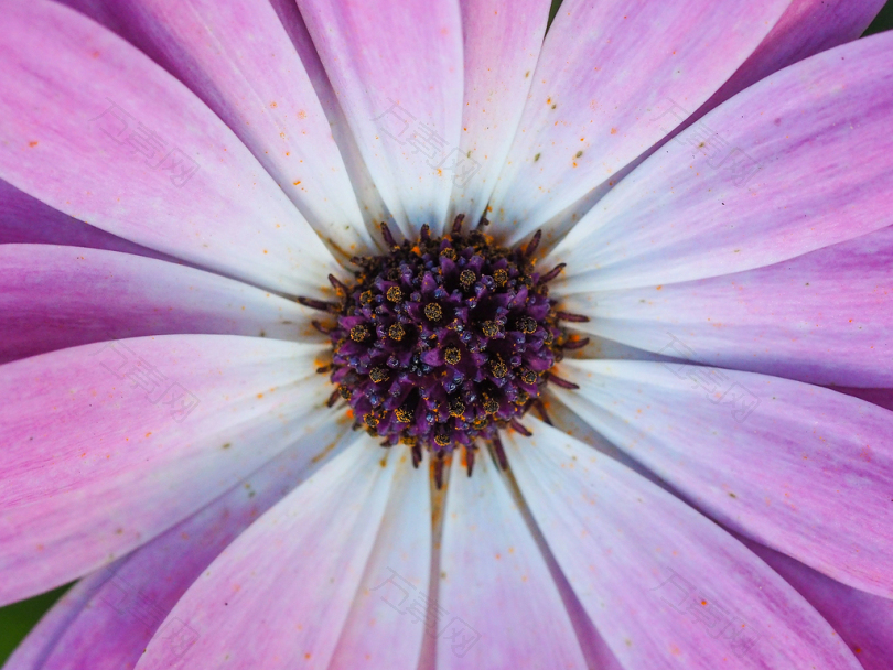 紫色菊花花