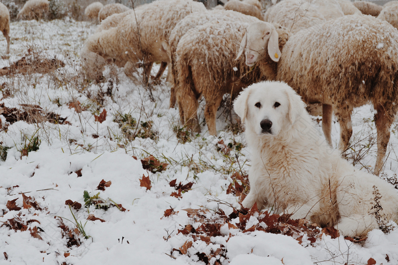 成年白狗冬天坐在羊旁边