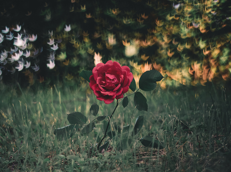 红玫瑰照片
