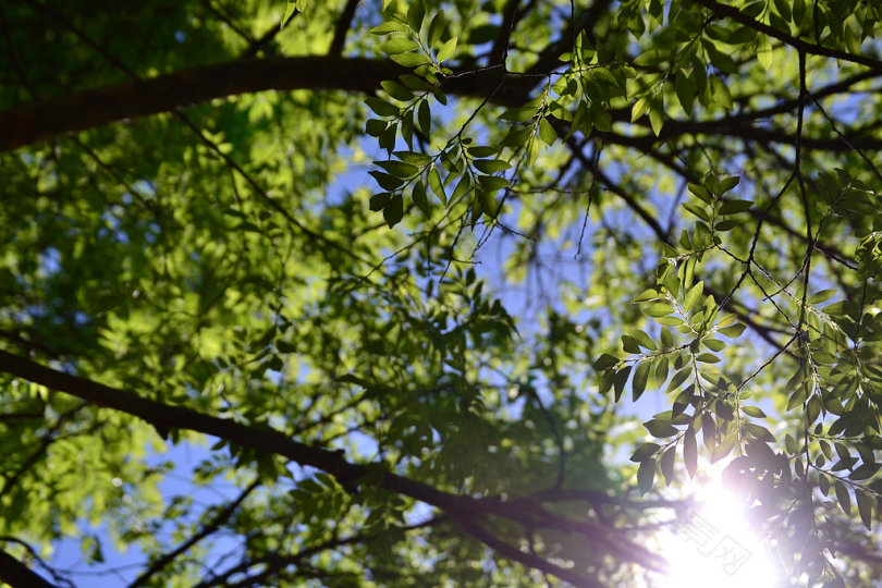 晴空蓝天绿叶树低角度照片
