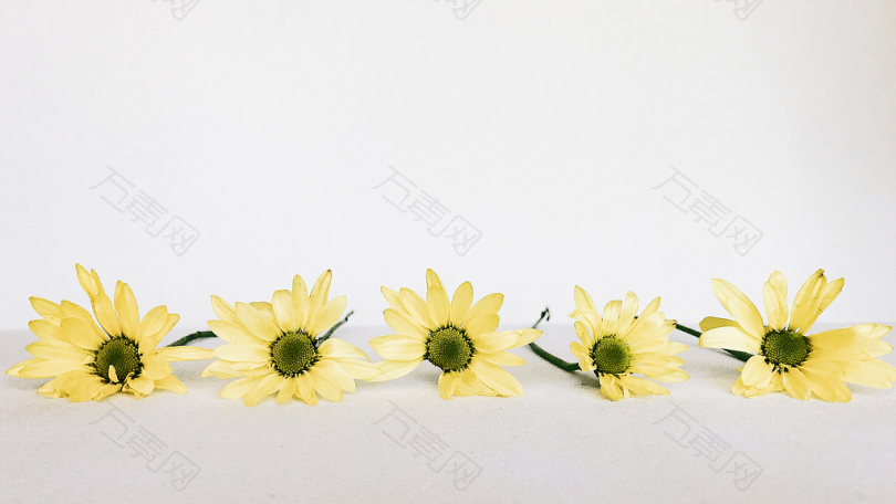 五朵黄菊花