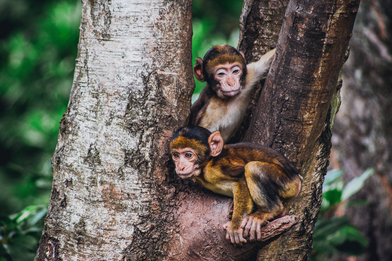 树上两只棕色的猴子
