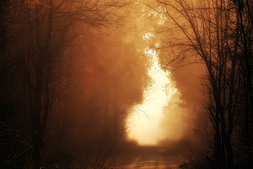 全景黎明日落性质森林离雾路路径秋季森林树木光影子神秘