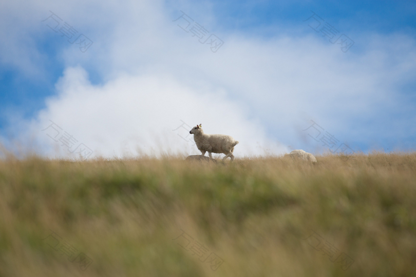白羔羊野生动物摄影