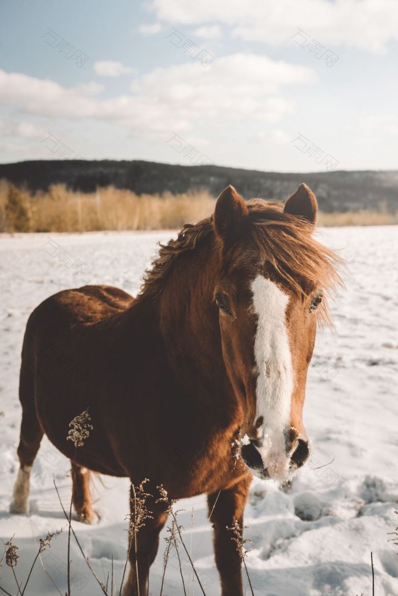 白天在雪地上立着棕色和白色的马