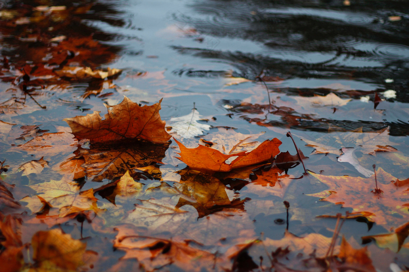 水上秋叶