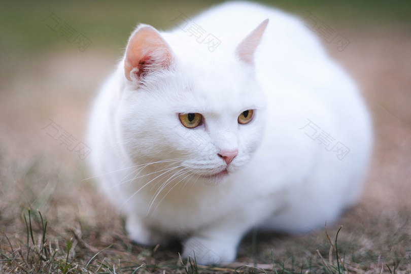 短毛白猫