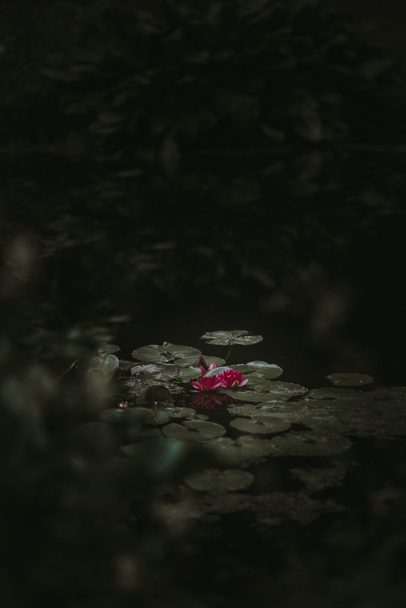 红莲花的聚焦摄影