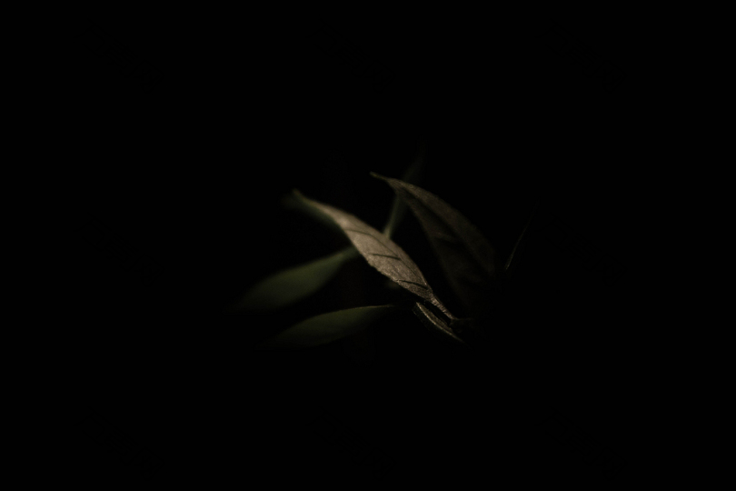 夜暗黑树枝烤叶植物装饰家雨林树叶焦点壁纸黑暗生命阴影绿色