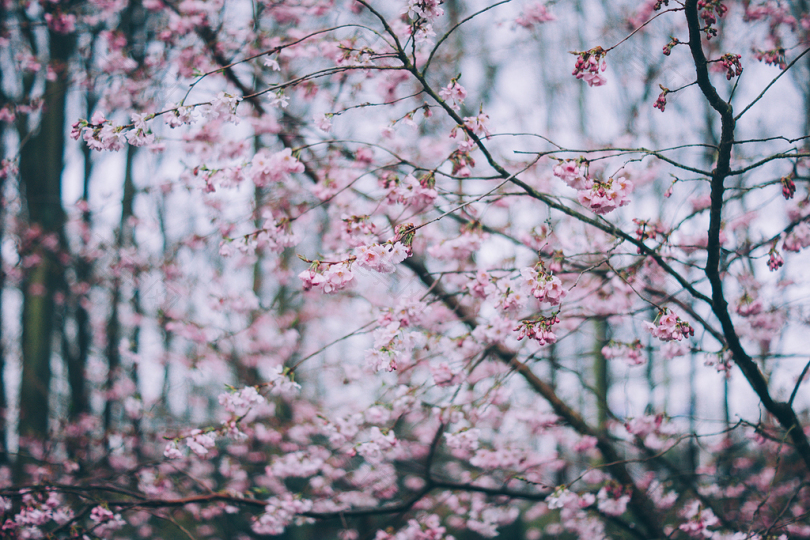 粉红樱花的选焦照片