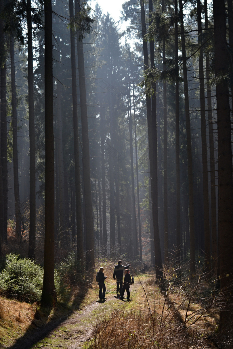 森林路径线索树性质路径穿过树林走林道在树林怀旧之情