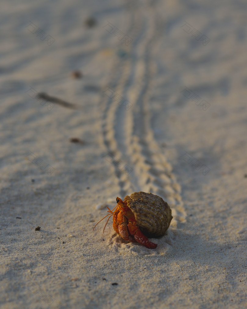 海滩上的寄居蟹