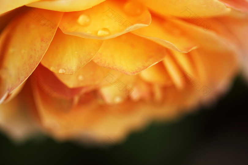 橙色簇瓣花的选择性聚焦摄影