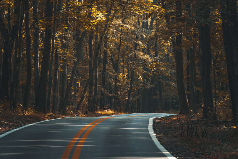 沥青森林黑暗秋天指导公路景观车道户外路旅行树木材