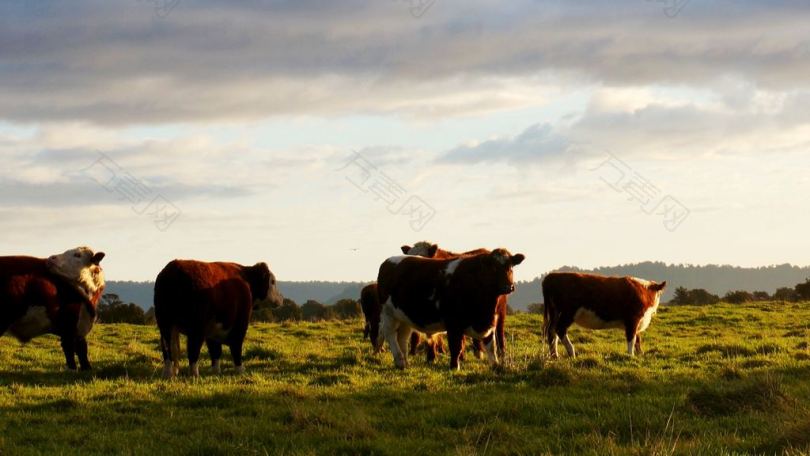 棕色和白色的奶牛在吃草