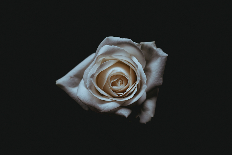 白玫瑰摄影