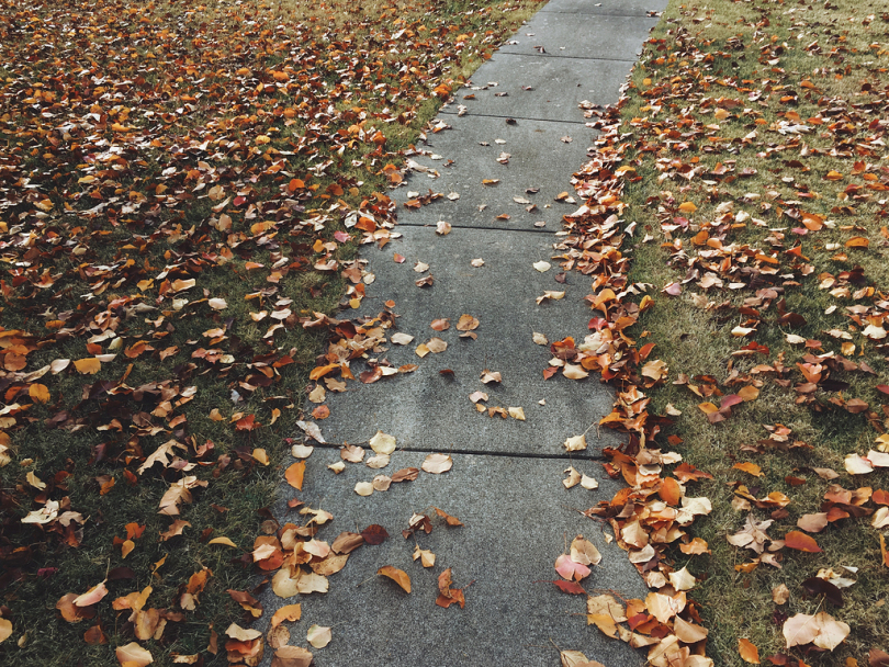 棕干叶包围的混凝土路径
