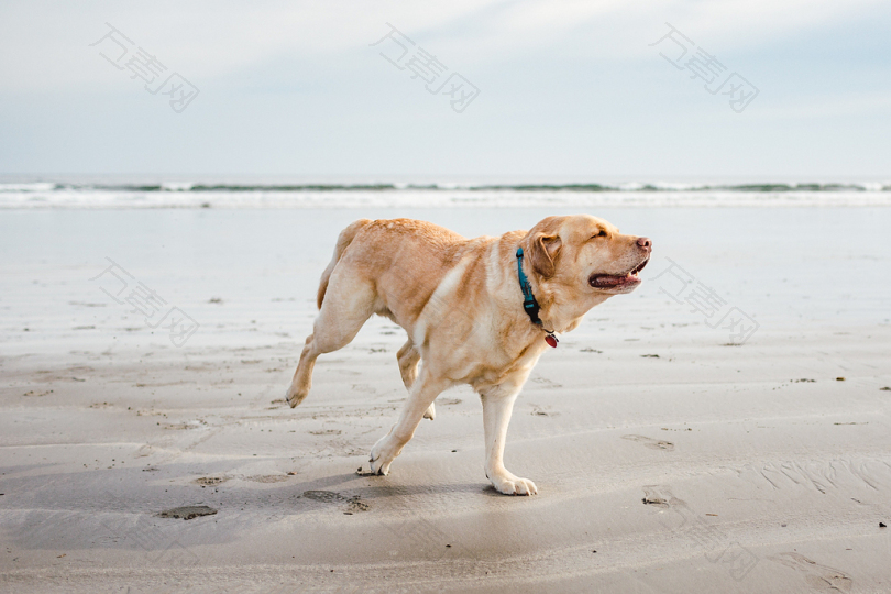 沙上的成年黄拉布拉多猎犬