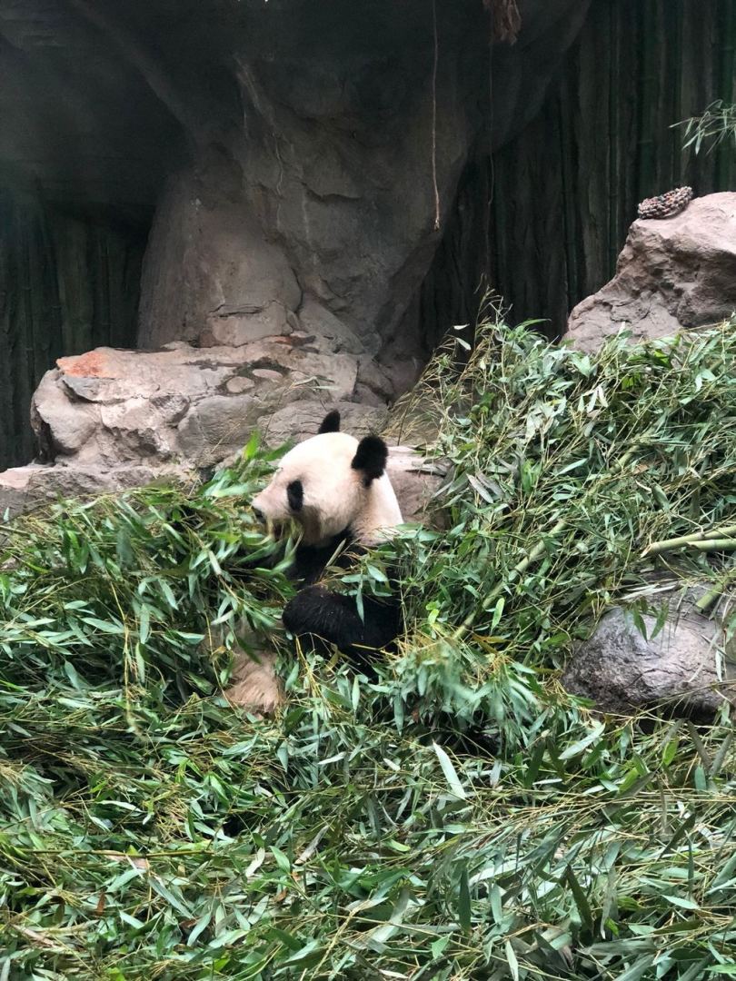 熊猫吃草