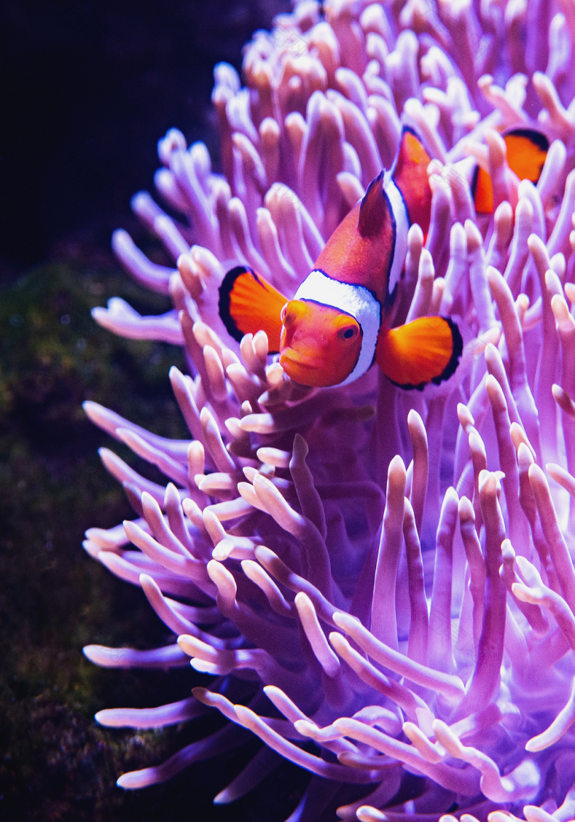 紫色珊瑚裂谷小丑鱼特写摄影