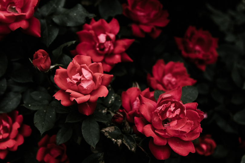 红色玫瑰花瓣特写图片