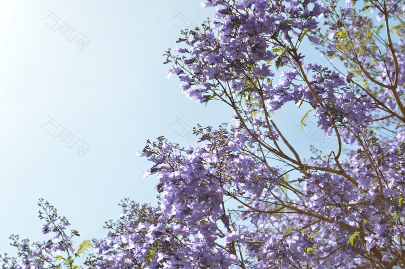 白天紫色树低角度摄影