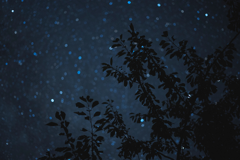 夜间树叶树图片