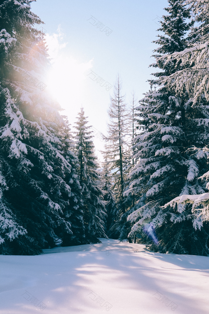 蓝天下白雪覆盖的松树