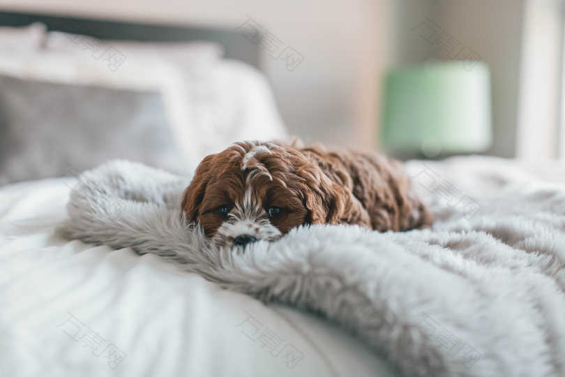床上棕小狗