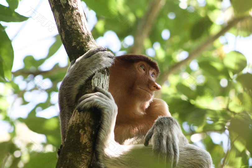 白天白天在树枝上夹着棕猴