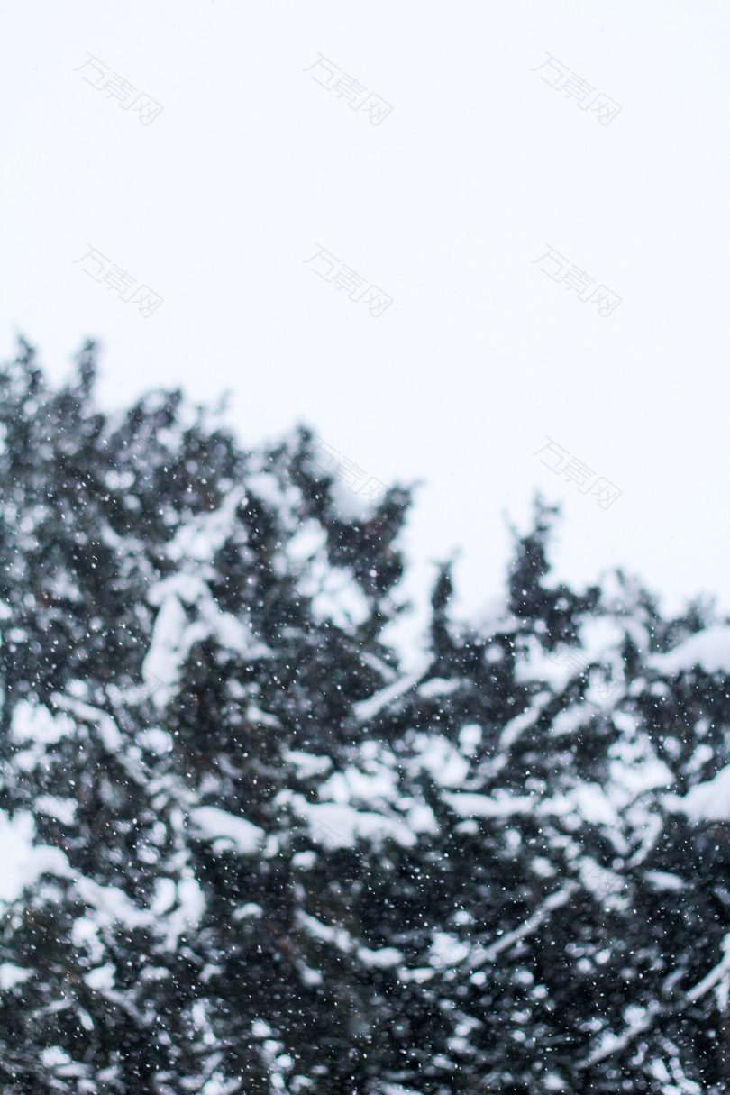 白天白雪覆盖的树木